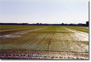 (L'asciutta del terreno circa 10 giorni dopo la semina)